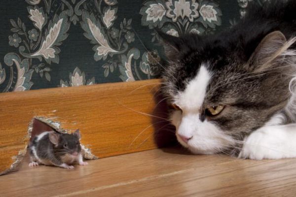 sử dụng mèo, bẫy chuột là những biện pháp đuổi chuột hiệu quả và an toàn